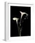 Botanical Elegance Calla III-Amy Melious-Framed Premium Giclee Print