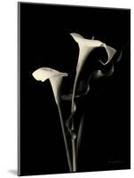 Botanical Elegance Calla III-Amy Melious-Mounted Premium Giclee Print