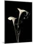 Botanical Elegance Calla III-Amy Melious-Mounted Premium Giclee Print