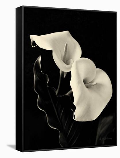 Botanical Elegance Calla IV-Amy Melious-Framed Stretched Canvas