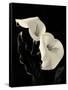 Botanical Elegance Calla IV-Amy Melious-Framed Stretched Canvas