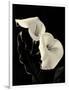 Botanical Elegance Calla IV-Amy Melious-Framed Art Print