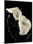 Botanical Elegance Calla IV-Amy Melious-Mounted Art Print