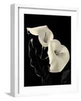 Botanical Elegance Calla IV-Amy Melious-Framed Art Print