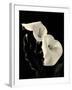 Botanical Elegance Calla IV-Amy Melious-Framed Premium Giclee Print