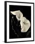 Botanical Elegance Calla IV-Amy Melious-Framed Premium Giclee Print