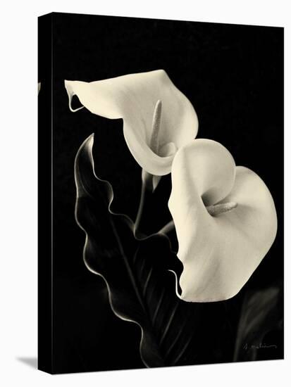 Botanical Elegance Calla IV-Amy Melious-Stretched Canvas