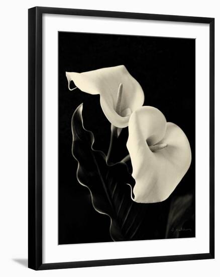 Botanical Elegance Calla IV-Amy Melious-Framed Art Print