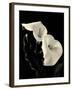 Botanical Elegance Calla IV-Amy Melious-Framed Art Print