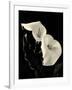 Botanical Elegance Calla IV-Amy Melious-Framed Art Print