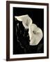 Botanical Elegance Calla IV-Amy Melious-Framed Art Print