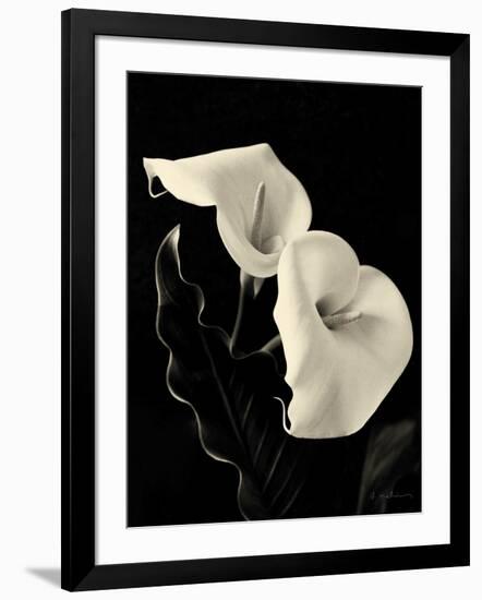 Botanical Elegance Calla IV-Amy Melious-Framed Art Print