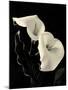 Botanical Elegance Calla IV-Amy Melious-Mounted Art Print