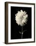 Botanical Elegance Dahlia-Amy Melious-Framed Art Print