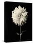 Botanical Elegance Dahlia-Amy Melious-Stretched Canvas