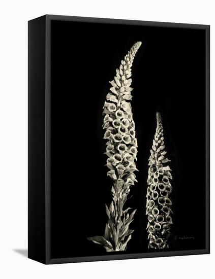 Botanical Elegance Foxglove-Amy Melious-Framed Stretched Canvas