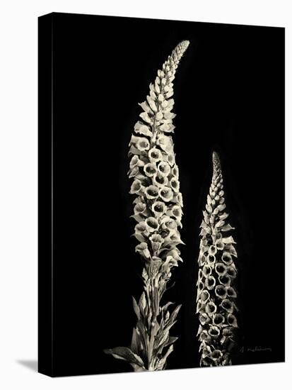 Botanical Elegance Foxglove-Amy Melious-Stretched Canvas