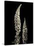 Botanical Elegance Foxglove-Amy Melious-Stretched Canvas