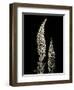 Botanical Elegance Foxglove-Amy Melious-Framed Art Print