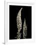 Botanical Elegance Foxglove-Amy Melious-Framed Art Print