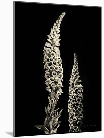 Botanical Elegance Foxglove-Amy Melious-Mounted Art Print