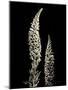Botanical Elegance Foxglove-Amy Melious-Mounted Art Print