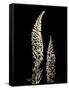 Botanical Elegance Foxglove-Amy Melious-Framed Stretched Canvas