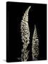 Botanical Elegance Foxglove-Amy Melious-Stretched Canvas
