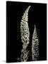 Botanical Elegance Foxglove-Amy Melious-Stretched Canvas