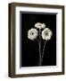 Botanical Elegance Gerbera-Amy Melious-Framed Art Print