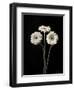 Botanical Elegance Gerbera-Amy Melious-Framed Art Print