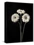 Botanical Elegance Gerbera-Amy Melious-Stretched Canvas