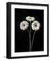 Botanical Elegance Gerbera-Amy Melious-Framed Art Print