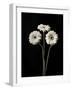 Botanical Elegance Gerbera-Amy Melious-Framed Art Print