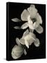 Botanical Elegance Magnolia-Amy Melious-Framed Stretched Canvas