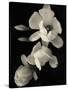 Botanical Elegance Magnolia-Amy Melious-Stretched Canvas