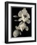 Botanical Elegance Magnolia-Amy Melious-Framed Art Print