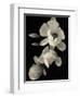 Botanical Elegance Magnolia-Amy Melious-Framed Art Print