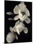 Botanical Elegance Magnolia-Amy Melious-Mounted Art Print