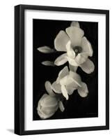 Botanical Elegance Magnolia-Amy Melious-Framed Art Print