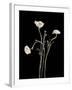 Botanical Elegance Poppies-Amy Melious-Framed Art Print