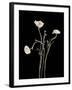 Botanical Elegance Poppies-Amy Melious-Framed Art Print