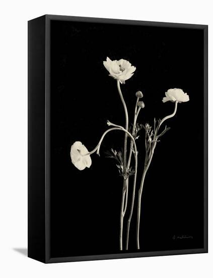 Botanical Elegance Poppies-Amy Melious-Framed Stretched Canvas