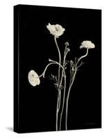 Botanical Elegance Poppies-Amy Melious-Stretched Canvas