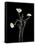 Botanical Elegance Poppies-Amy Melious-Framed Stretched Canvas