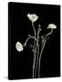 Botanical Elegance Poppies-Amy Melious-Stretched Canvas