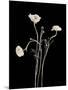 Botanical Elegance Poppies-Amy Melious-Mounted Art Print