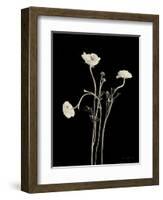 Botanical Elegance Poppies-Amy Melious-Framed Art Print