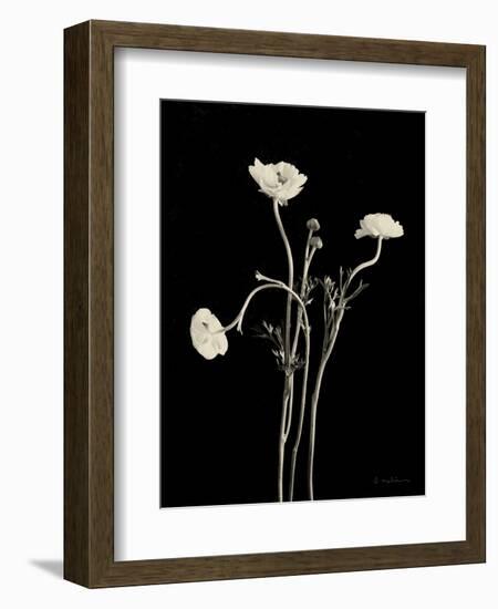 Botanical Elegance Poppies-Amy Melious-Framed Art Print