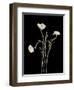 Botanical Elegance Poppies-Amy Melious-Framed Art Print